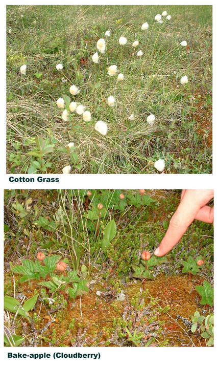 Cotton Grass, "Bakeapples"