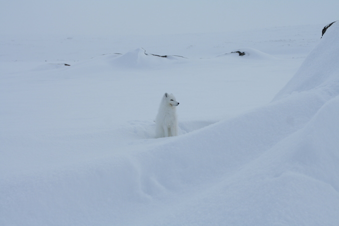 Arctic Fox Posing