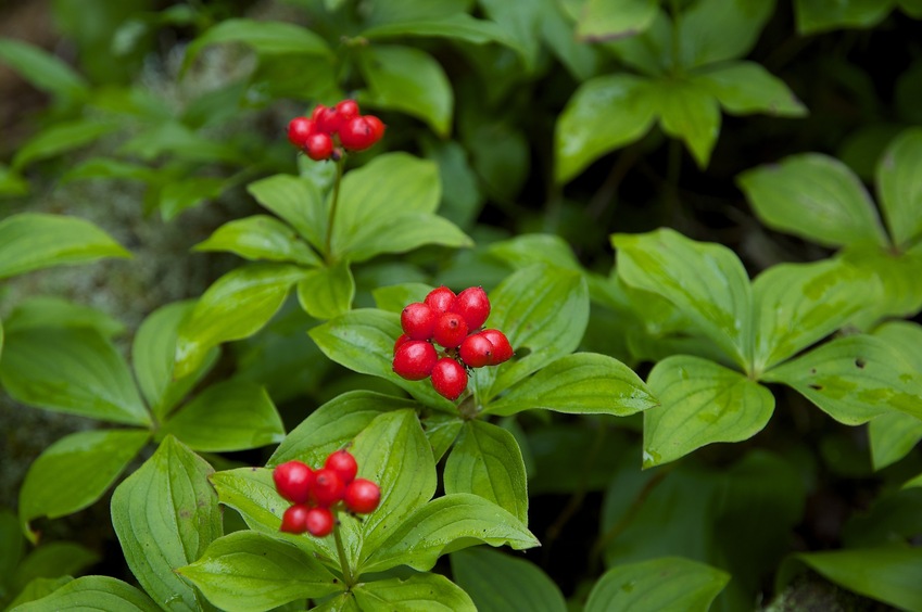 A cluster of pretty berries, seen near the confluence point
