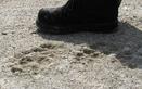 #4: Footprints on a road near CP