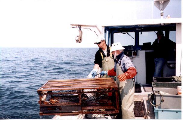Setting a lobster trap