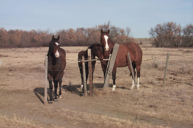 Some friendly horses seen north of the confluence.