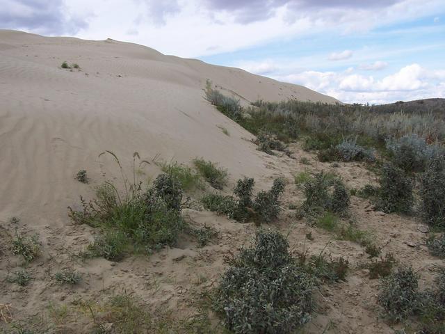 These plants will be buried as winds shift the dunes East at 4 meters per year.