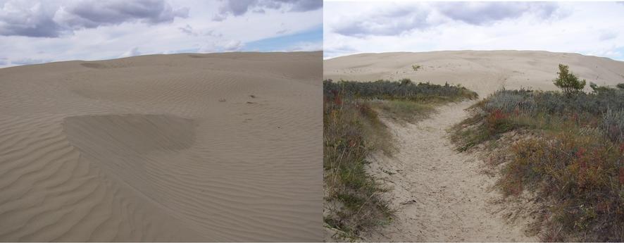 Dunes in the Great Sand Hills.