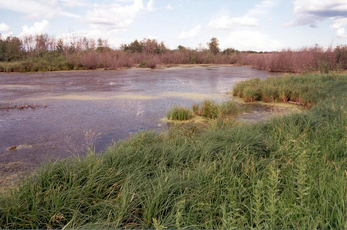 A typical prairie slough (pronounced slew)