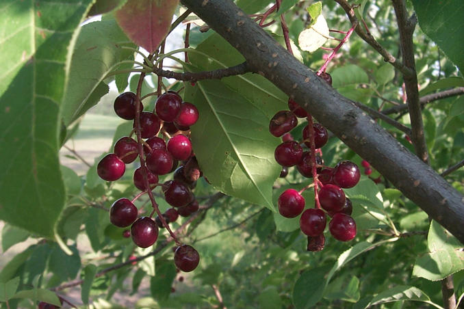 Wild chokecherries.  These are often used to make jelly or wine.