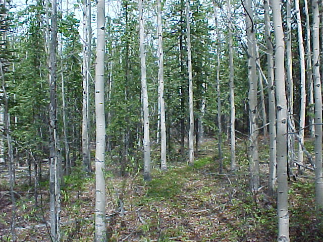 Poplar Forest