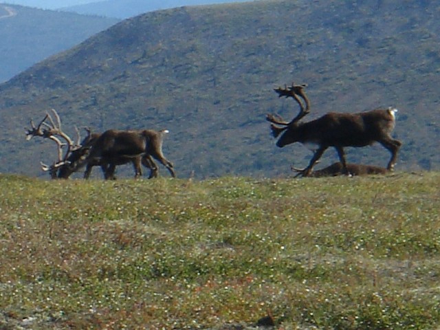 Caribou herd on the way / Rentierherde auf der Hochebene