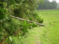 #9: Makeshift wooden ramp from the paddy fields to the fenced properties upon which the CP lies