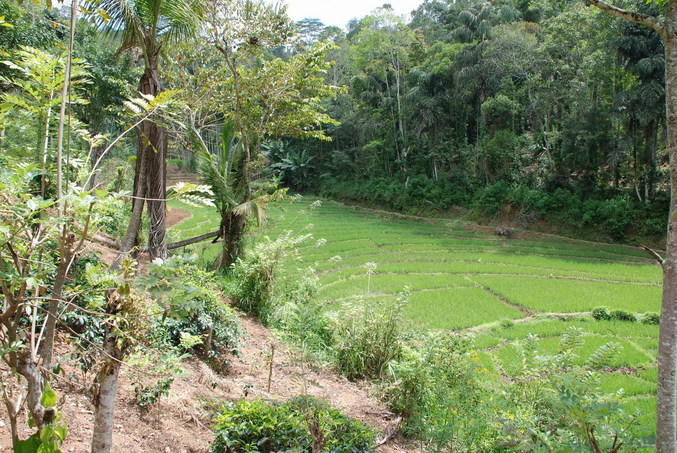 Valley floor - the forest across the rice paddy is where we encountered leeches