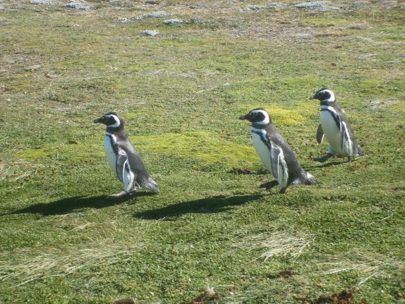 Pinguine - Penguins