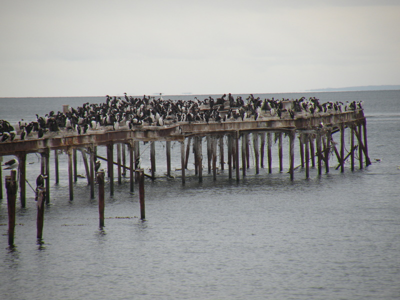 Cormorants at the Pier Head in Punta Arenas