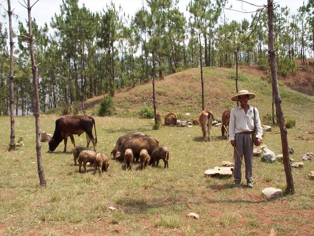 Farmer with pigs and cattle near the point