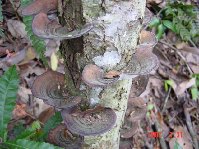 A nearby tree with Mu'er fungi