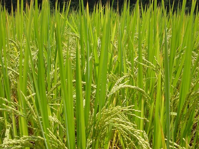 Mature rice plants, almost ready for harvesting