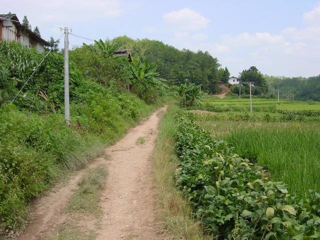 Last power pole, one kilometre from confluence, looking back along road to Zhongshan
