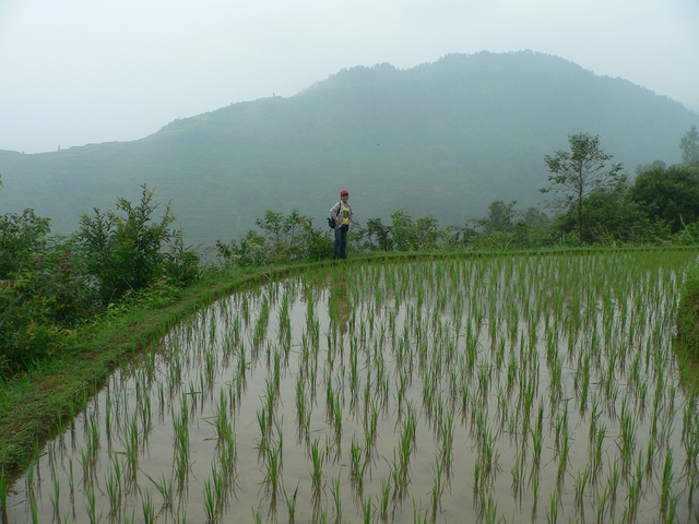 Ah Feng on the edge of a recently planted rice paddy 50 metres above the confluence.
