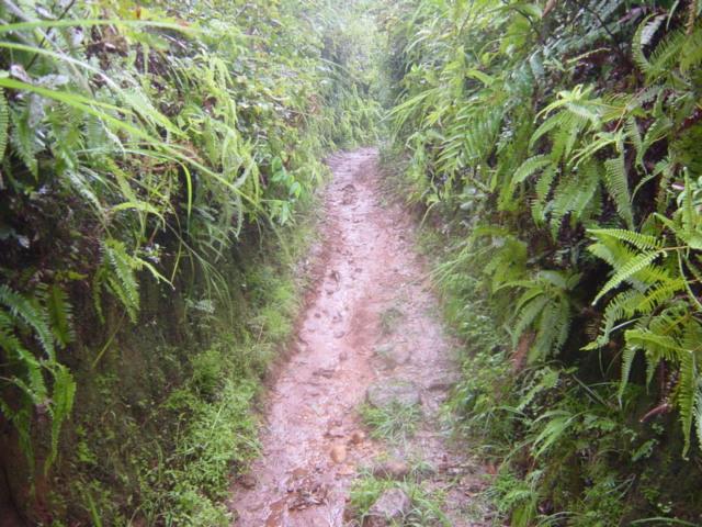 Pretty fern-lined path