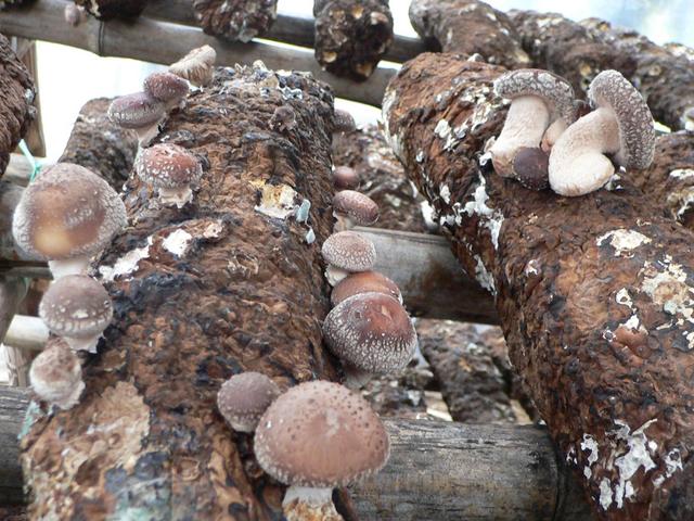 Mushrooms growing out of logs made from the medium