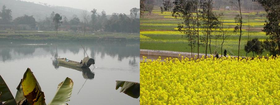 Boat on the Fu River and fields full of flowering rapeseed / 府河船家和灿烂的油菜花