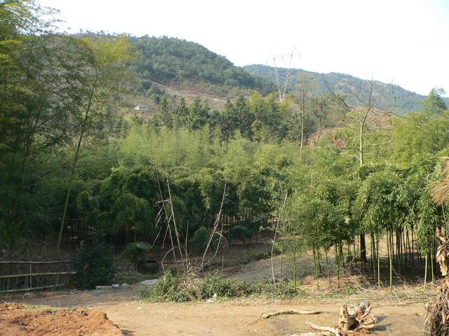 General confluence area looking southwest from owners' house: confluence next to track running through bamboo grove, transmission tower on hill behind