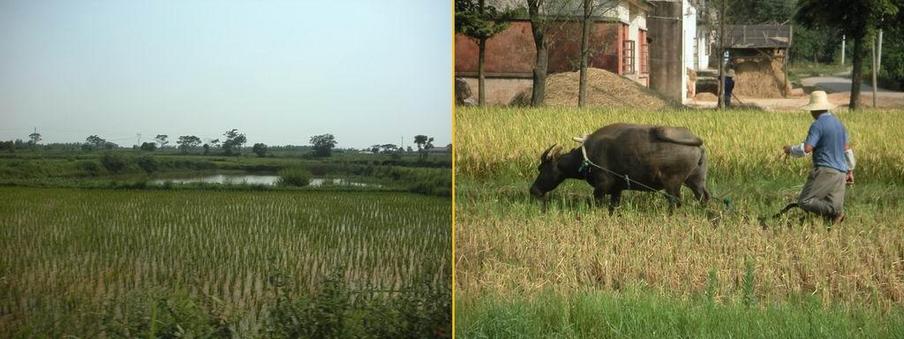 Green rice fields and water buffalo plowing