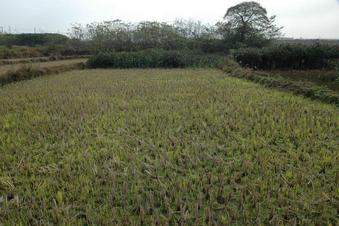#1: 交汇点处在稻田中 / The confluence in a rice paddy