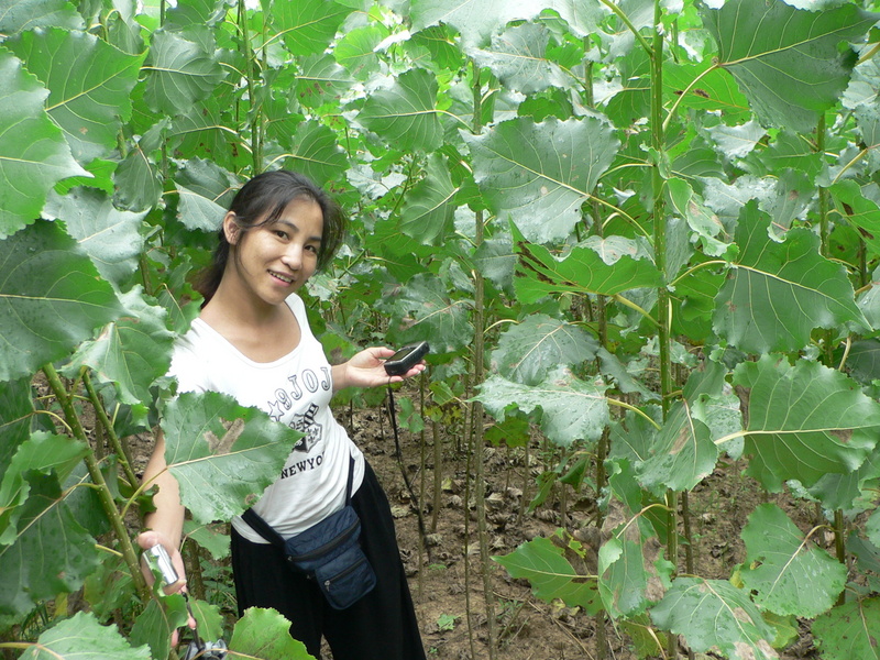 Ah Feng among the unknown crop
