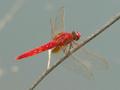 #2: Bright red dragonfly.
