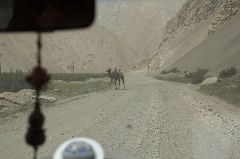 山谷里的野骆驼 / Wild camel on the valley