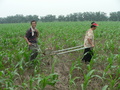 #6: Farmers injecting the ground with plant food pellets