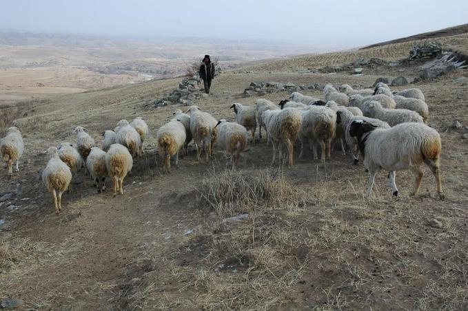Sheep herder near the CP