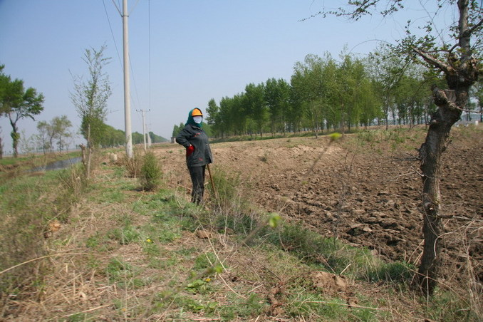 Farmer working in field