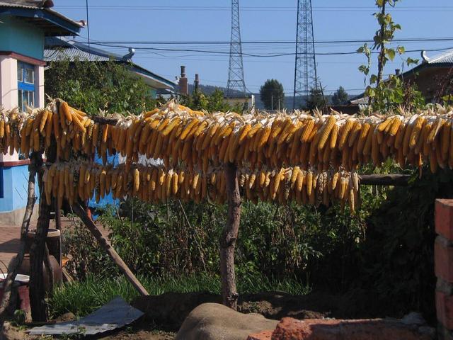 Corn drying in the sun
