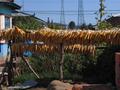 #5: Corn drying in the sun