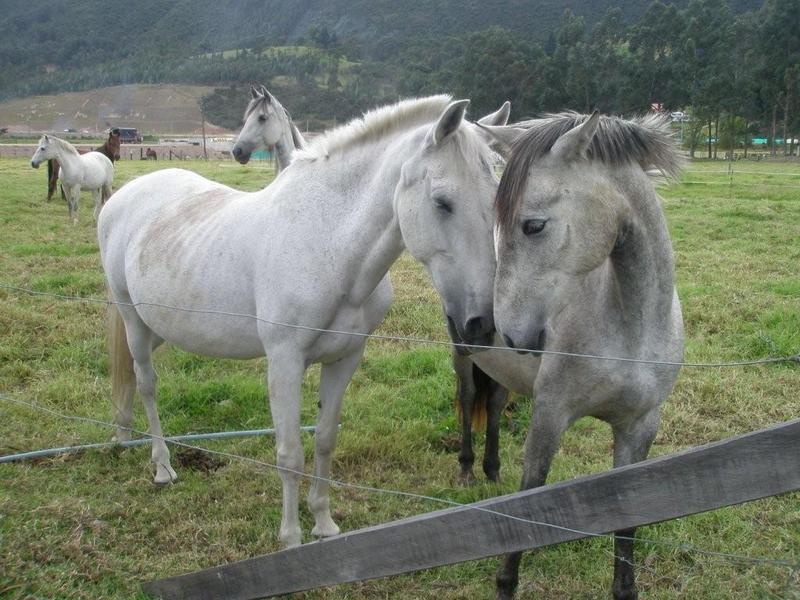 Los caballos / The horses