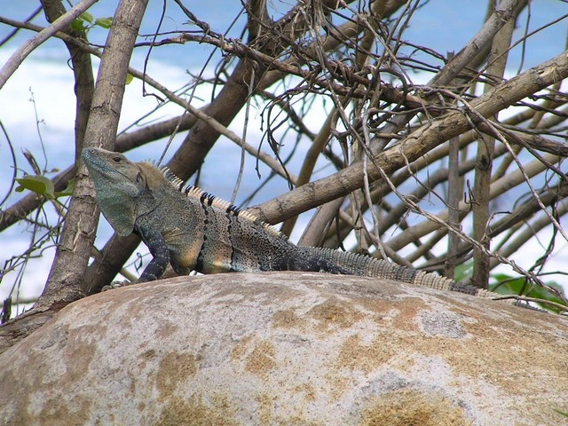 Iguana Verde at Puerto Caldera