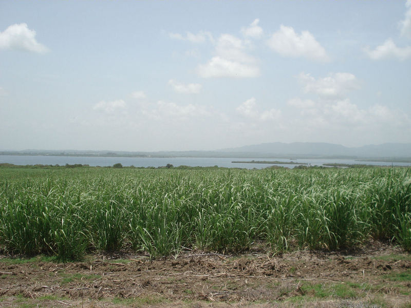 Sugarcane, some 500m to the W of the site 