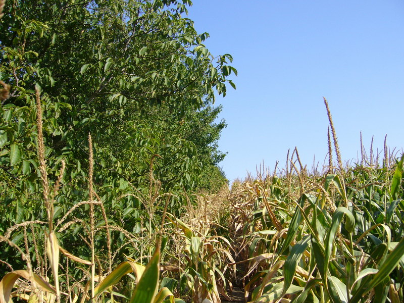 Southeast: tree line and corn field