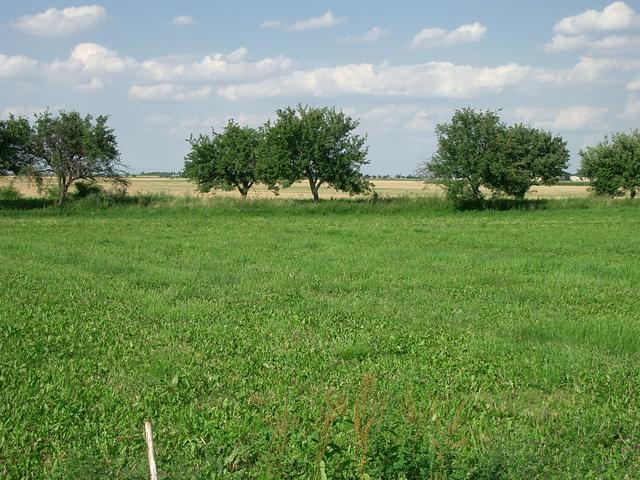 View North – apple trees on the road to Svojšice