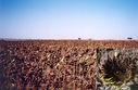 #6: Sunflower field at the other side of the road (view towards NW)
