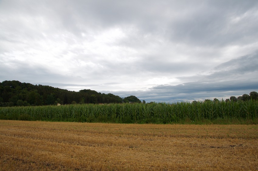 View East (towards a cornfield)
