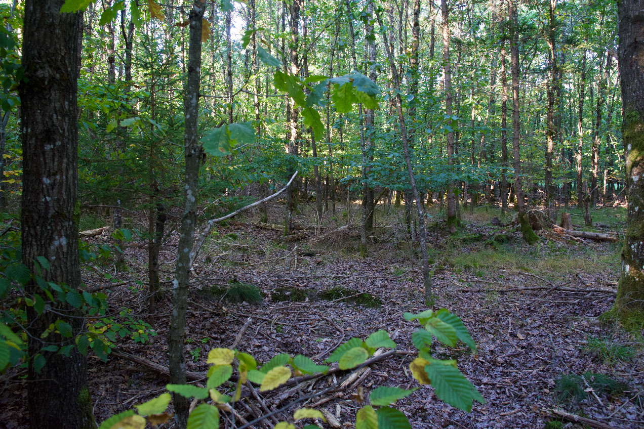 The confluence point lies in a forest.   (This is also a view to the North.)