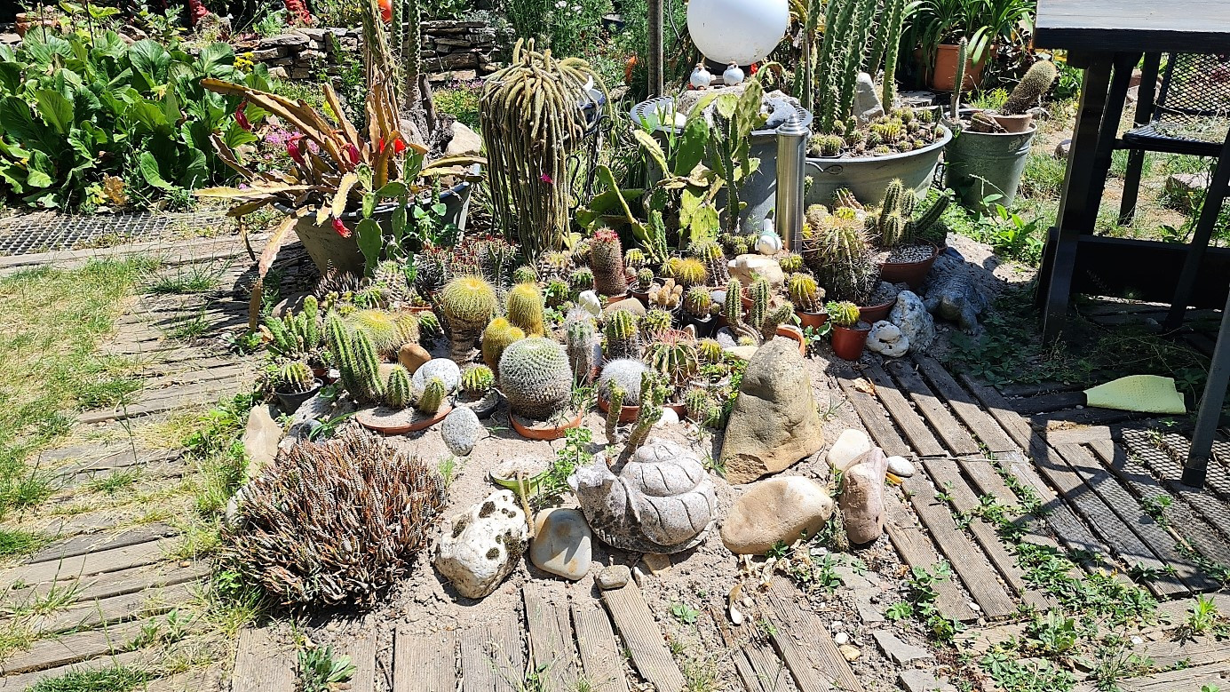 beautiful garden, collection of cacti