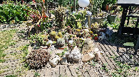 #8: beautiful garden, collection of cacti