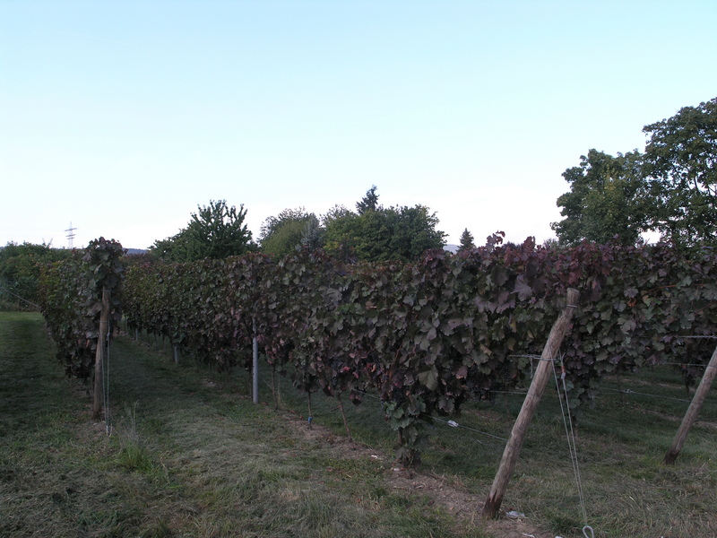 A small grape field on the opposite corner