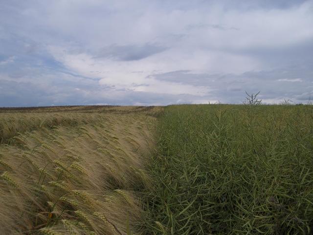 CP in rape field (right), view from south