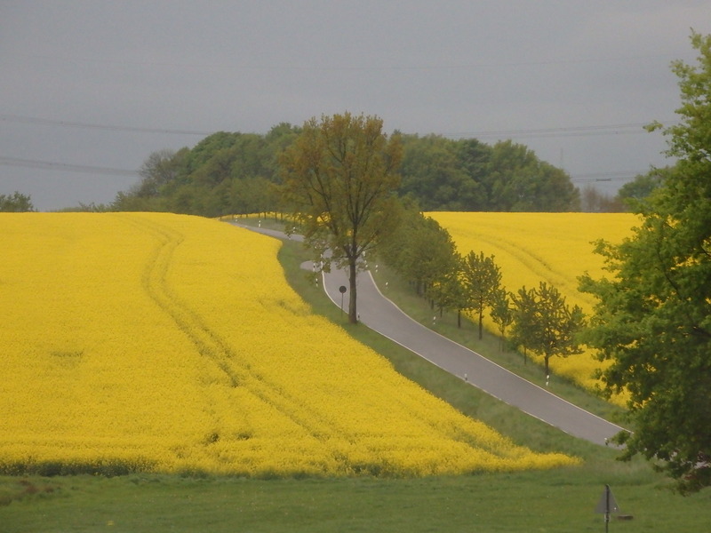 Yellow countryside