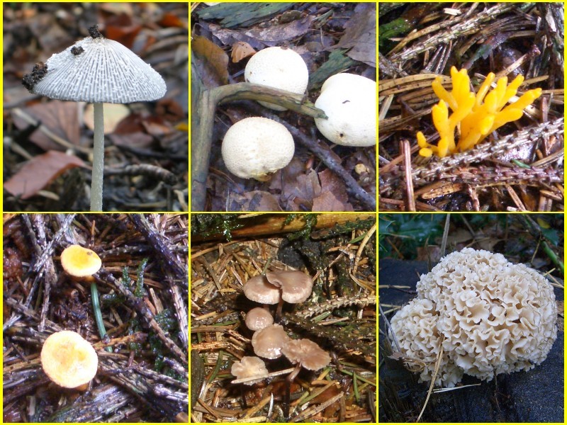 Tiny mushrooms everywhere