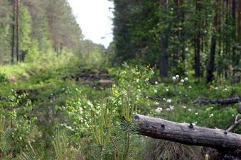 #1: Summer forest, wiev to zero. South-East Estonia.